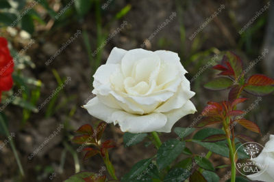 Роза Дельфи (ч-гибрид,белый) н