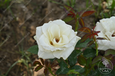 Роза Дельфи (ч-гибрид,белый) н