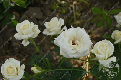 Роза Дельфи (ч-гибрид,белый) н