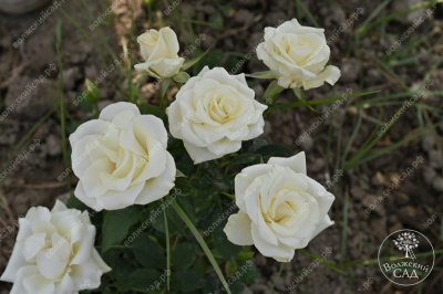 Роза Дельфи (ч-гибрид,белый) н