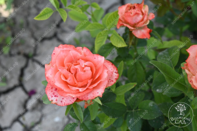 Роза Диметра (ч-гибрид,роз,оранж) н