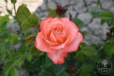 Роза Диметра (ч-гибрид,роз,оранж) н