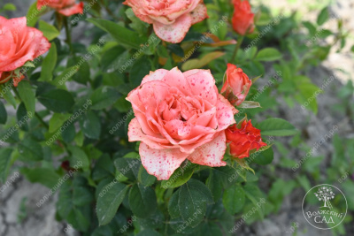 Роза Диметра (ч-гибрид,роз,оранж) н