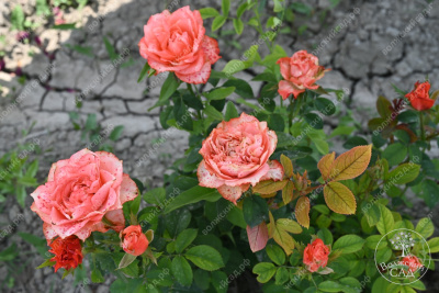 Роза Диметра (ч-гибрид,роз,оранж) н