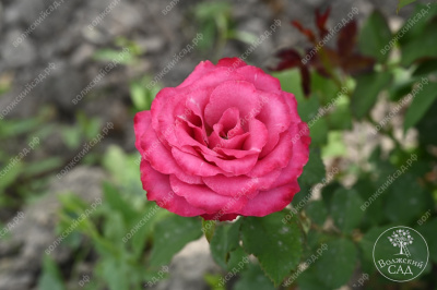 Роза Кантри Блюз (ч-гибрид,роз,) н