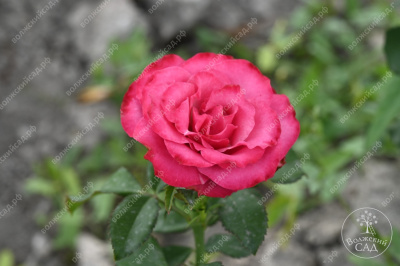 Роза Кантри Блюз (ч-гибрид,роз,) н