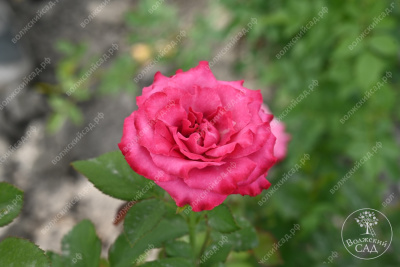 Роза Кантри Блюз (ч-гибрид,роз,) н