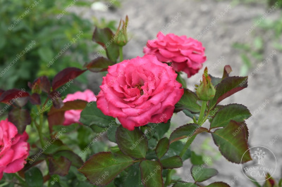 Роза Кантри Блюз (ч-гибрид,роз,) н