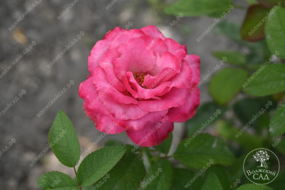 Роза Кантри Блюз (ч-гибрид,роз,) н