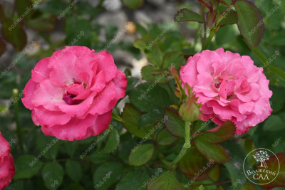 Роза Кантри Блюз (ч-гибрид,роз,) н