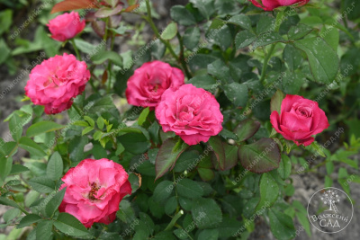 Роза Кантри Блюз (ч-гибрид,роз,) н