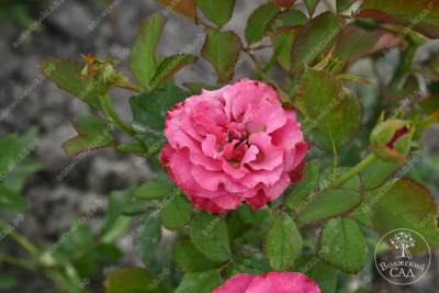 Роза Кантри Блюз (ч-гибрид,роз,) н