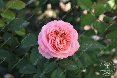 Роза Кэнди Экспрешн (ч-гибрид,роз,) н