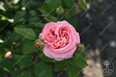 Роза Кэнди Экспрешн (ч-гибрид,роз,) н