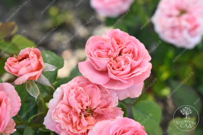 Роза Кэнди Экспрешн (ч-гибрид,роз,) н