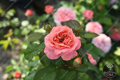 Роза Кэнди Экспрешн (ч-гибрид,роз,) н