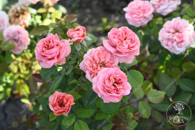 Роза Кэнди Экспрешн (ч-гибрид,роз,) н