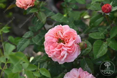 Роза Кэнди Экспрешн (ч-гибрид,роз,) н