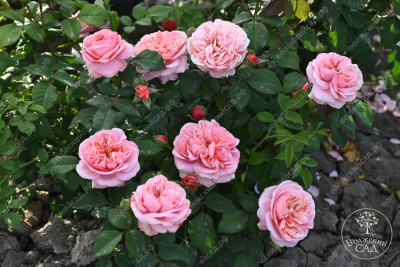 Роза Кэнди Экспрешн (ч-гибрид,роз,) н