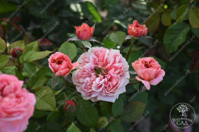 Роза Кэнди Экспрешн (ч-гибрид,роз,) н