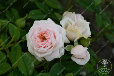 Роза Маунтейн Фог (ч-гибрид,роз,) н