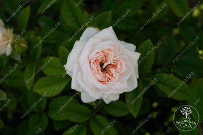 Роза Маунтейн Фог (ч-гибрид,роз,) н