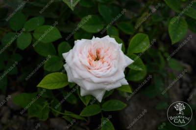 Роза Маунтейн Фог (ч-гибрид,роз,) н