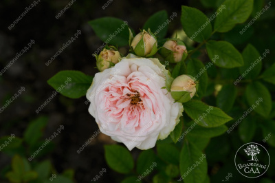 Роза Маунтейн Фог (ч-гибрид,роз,) н