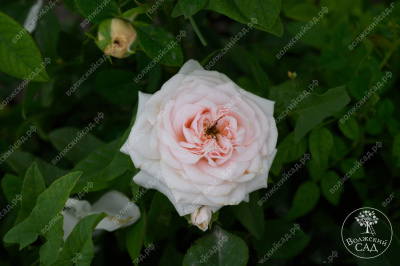 Роза Маунтейн Фог (ч-гибрид,роз,) н