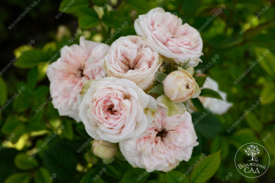 Роза Маунтейн Фог (ч-гибрид,роз,) н