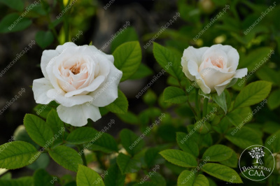 Роза Маунтейн Фог (ч-гибрид,роз,) н