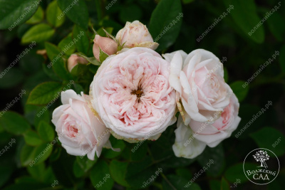 Роза Маунтейн Фог (ч-гибрид,роз,) н