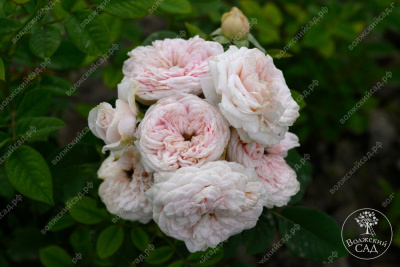 Роза Маунтейн Фог (ч-гибрид,роз,) н