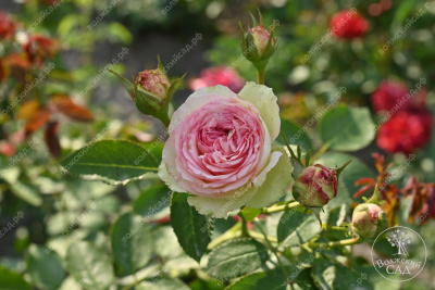 Роза Парадайз Фрут (ч-гибрид,роз,) н