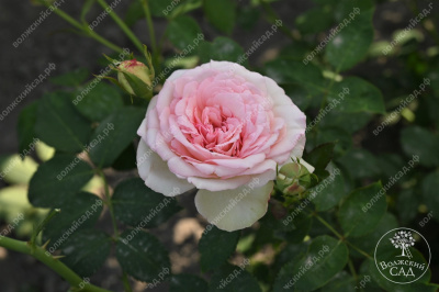 Роза Парадайз Фрут (ч-гибрид,роз,) н