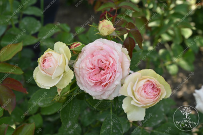 Роза Парадайз Фрут (ч-гибрид,роз,) н