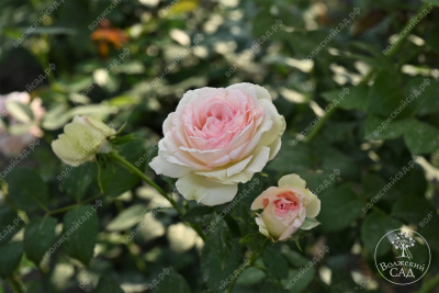 Роза Парадайз Фрут (ч-гибрид,роз,) н