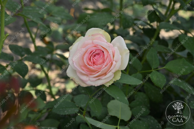 Роза Парадайз Фрут (ч-гибрид,роз,) н