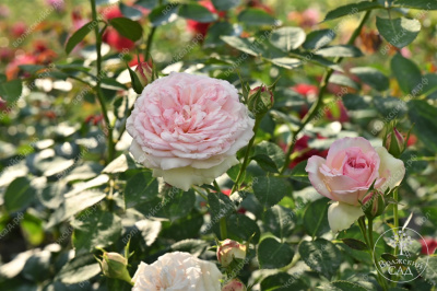 Роза Парадайз Фрут (ч-гибрид,роз,) н