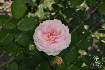 Роза Парадайз Фрут (ч-гибрид,роз,) н