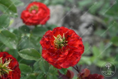 Роза Рэд Ай (ч-гибрид,крас,) н