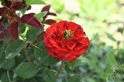 Роза Рэд Ай (ч-гибрид,крас,) н