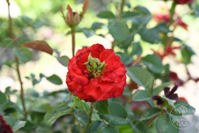 Роза Рэд Ай (ч-гибрид,крас,) н