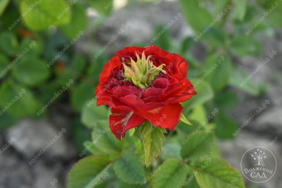 Роза Рэд Ай (ч-гибрид,крас,) н