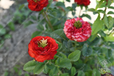 Роза Рэд Ай (ч-гибрид,крас,) н