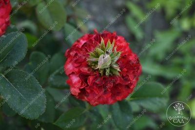 Роза Рэд Ай (ч-гибрид,крас,) н