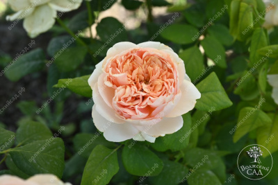 Роза Салманасар (ч-гибрид,роз,) н