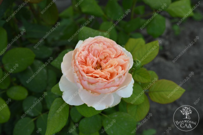 Роза Салманасар (ч-гибрид,роз,) н