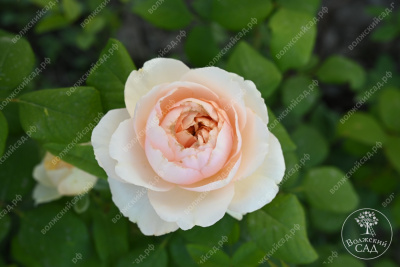 Роза Салманасар (ч-гибрид,роз,) н