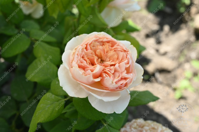 Роза Салманасар (ч-гибрид,роз,) н